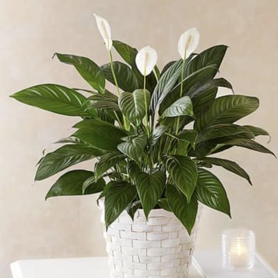 White peace lilies in a woven basket planter