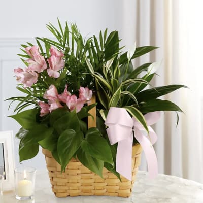 Pink flowers and green plants in a woven basket with a pink ribbon