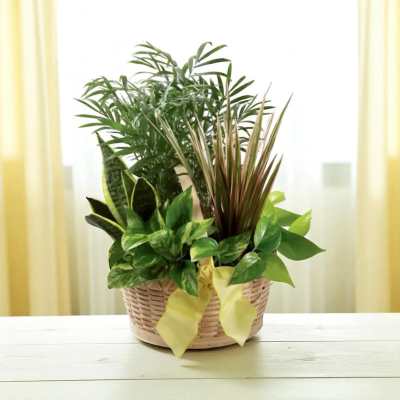Basket of assorted green houseplants with a yellow ribbon