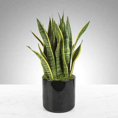 Tall snake plant with variegated upright leaves in a glossy black pot