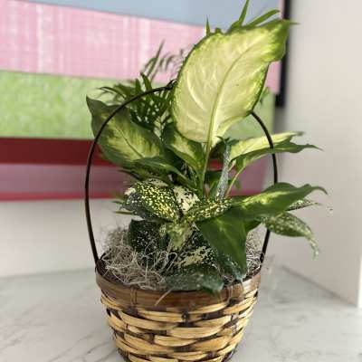Potted leafy plant in a woven basket