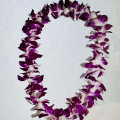 Purple orchid lei on a white background