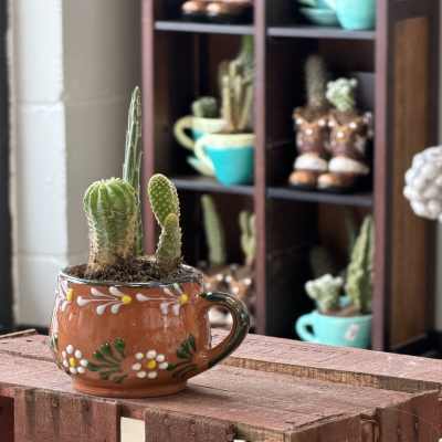 terracotta succulents