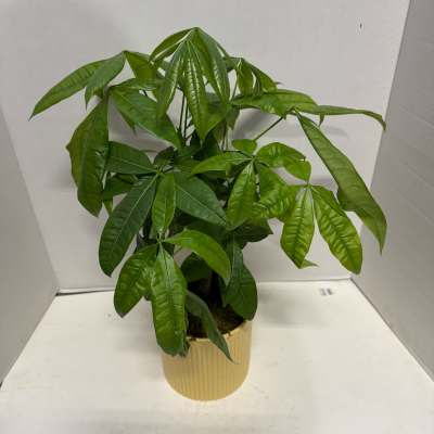 Potted green money tree plant in a ribbed beige container