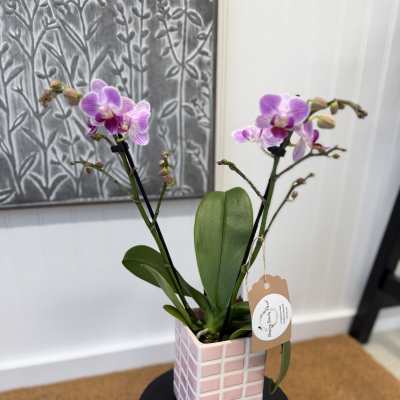 Potted pink-purple orchids in a square ceramic planter