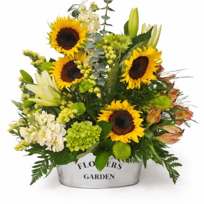 Mixed arrangement of sunflowers, white lilies, and green blooms in a white metal container.