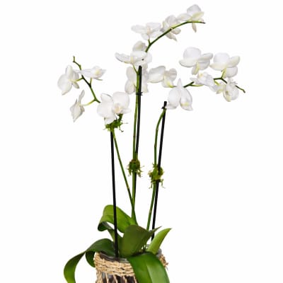 Tall white phalaenopsis orchid plant in a glass vase wrapped with a woven natural fiber sleeve