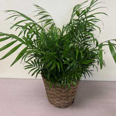Potted green palm plant in a woven basket