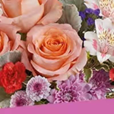 Sammy's Designers Choice