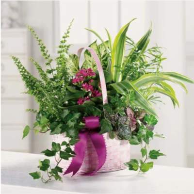 Mixed green plant arrangement in a pink basket with a purple ribbon