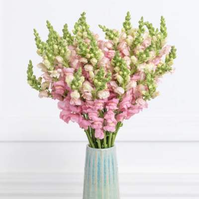 Pink and white snapdragons in a tall ceramic vase