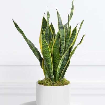 Potted snake plant in a white ceramic planter