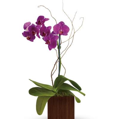 Purple orchid plant in a square wooden planter