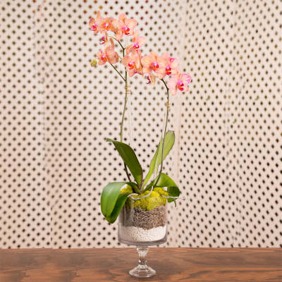 Pink orchids in a glass pedestal vase with layered moss and pebbles