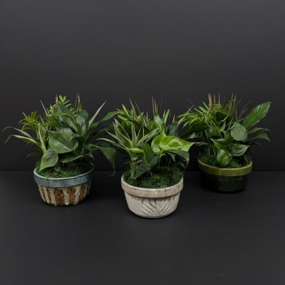 Three potted green houseplants in decorative containers