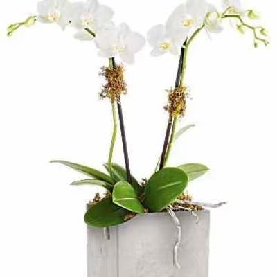 White orchid plant in a square gray pot