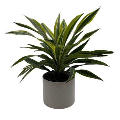 Potted dracaena plant with long striped leaves in a gray container
