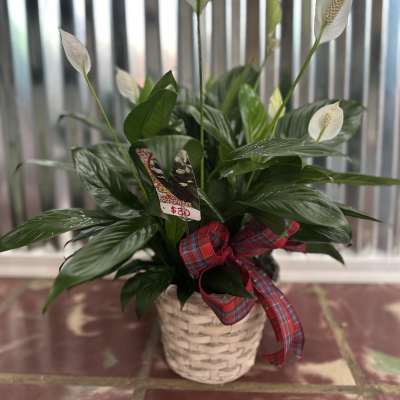 Potted peace lily with white blooms in a woven basket and plaid ribbon
