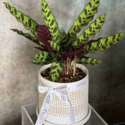 Calathea Rattlesnake