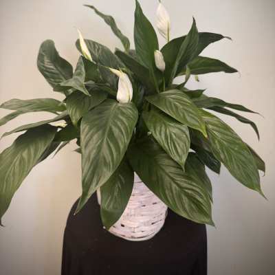 White peace lily plant in a white woven basket