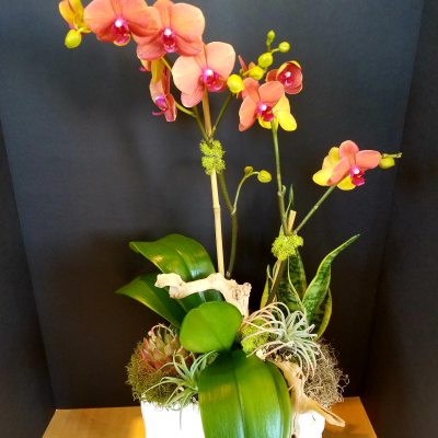 Orchid arrangement in a white rectangular planter with succulents and driftwood