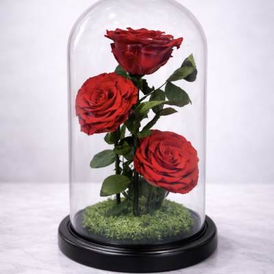 Three red roses under a glass dome on a black base
