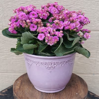 Pink flowering plant in a lavender pot