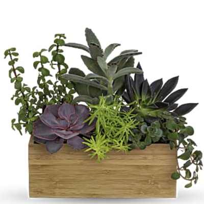 Succulent arrangement in a wooden planter box