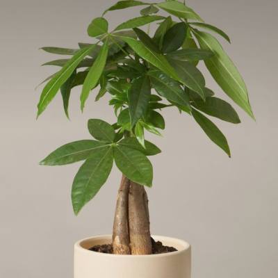 Potted money tree plant in a beige ceramic pot