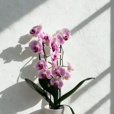 Orchids (phalaenopsis ) purple color