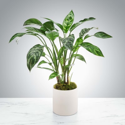 Dumb Cane Plant by BloomNation™