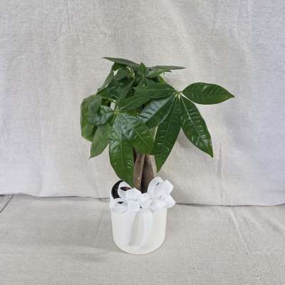 Small potted money tree with glossy green leaves in a white pot tied with a white bow