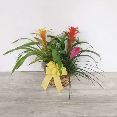 Bromeliad plants with red and yellow blooms in a woven basket with a yellow bow.