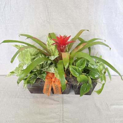 Planter of assorted green houseplants with a red bromeliad bloom and an orange ribbon bow.