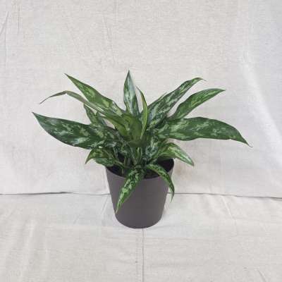 Chinese Evergreen Plant