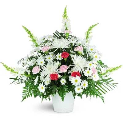 Tall fan-shaped arrangement of white daisies and mums with pink and red carnations in a white pot