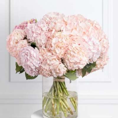 Bouquet of pale pink hydrangeas in a clear glass vase