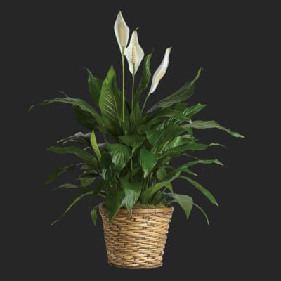 Simply Elegant Spathiphyllum - Medium