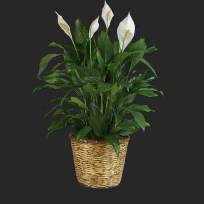 Simply Elegant Spathiphyllum - Large