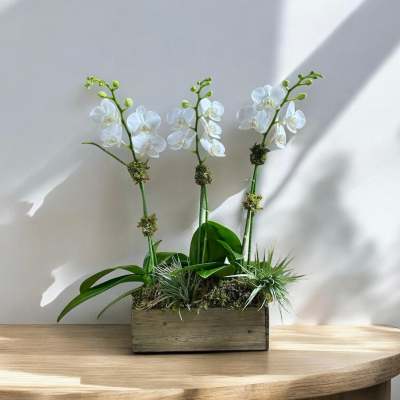 White orchid arrangement in a wooden box planter