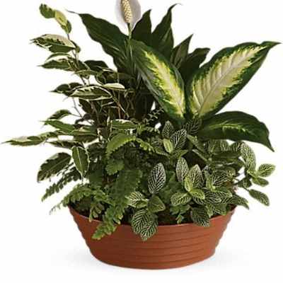 Potted green houseplant arrangement in a terracotta bowl