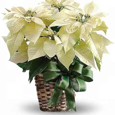 Potted poinsettia arrangement in a woven basket with a green ribbon