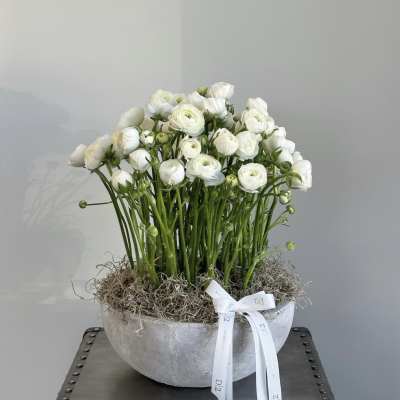 White ranunculus arrangement in a silver bowl with a white ribbon