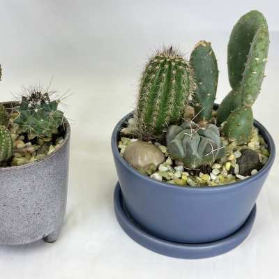 Two potted cactus arrangements in gray and blue containers