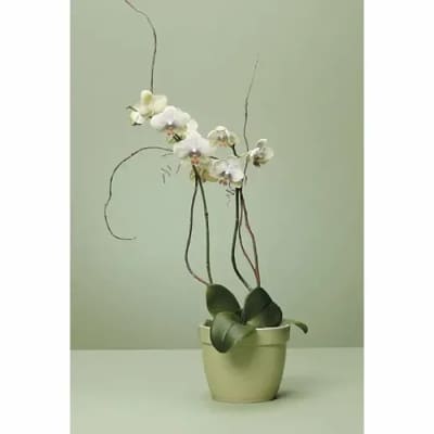 Tall white orchid plant with arching stems in a pale green pot