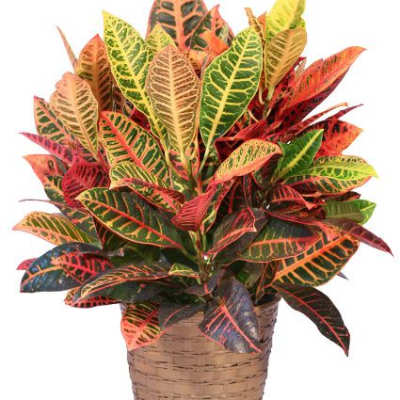 Colorful croton plant in a woven basket planter