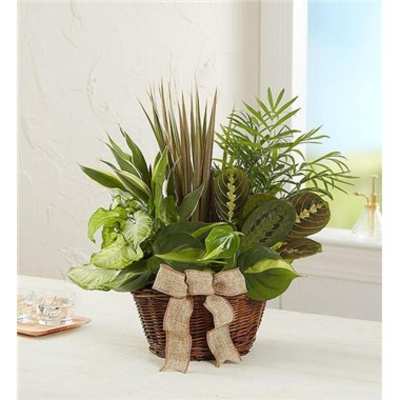 Mixed green houseplants in a wicker basket with a burlap bow