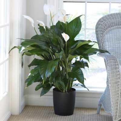 Large peace lily plant with white blooms in a black pot by a bright window.