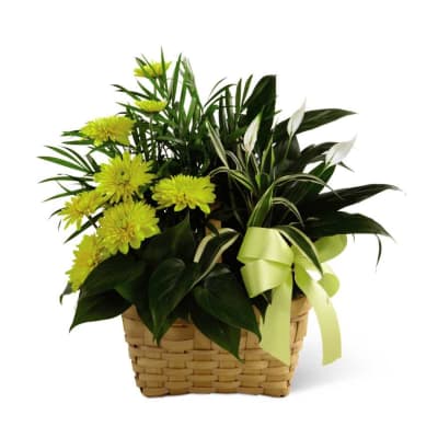 The FTD Loving Light Dishgarden