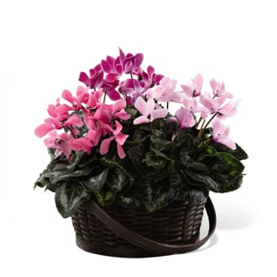 The FTD Mixed Cyclamen Planter